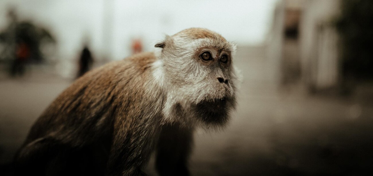 Everyone can see that it is a monkey.