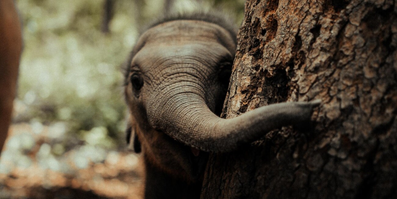 Oh a baby elephant.